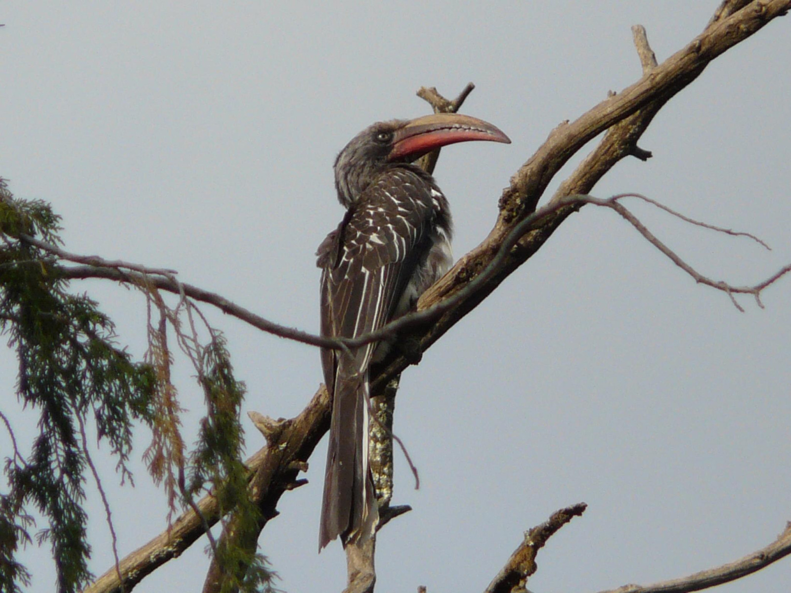 image Hemprich's Hornbill